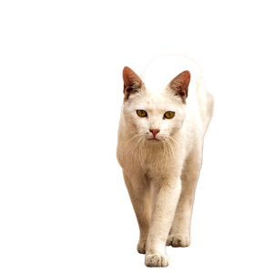A Stray White Cat With Piercing Eyes Walks Along An Urban Sidewalk. 14262 - Cat PNG image with transparent background